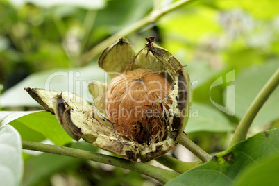 ripe walnut on the branch of rhe tree
