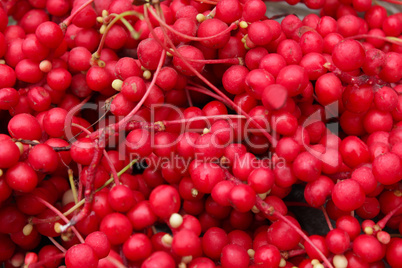 harvest of red schizandra
