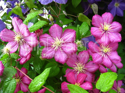 beautiful pink flowers of clematis