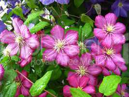 beautiful pink flowers of clematis