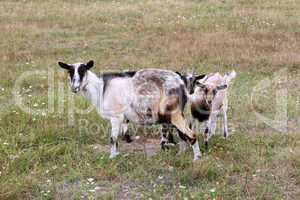 goat and kid on a pasture