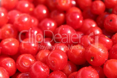 friuts of red berries of prunus tomentosa