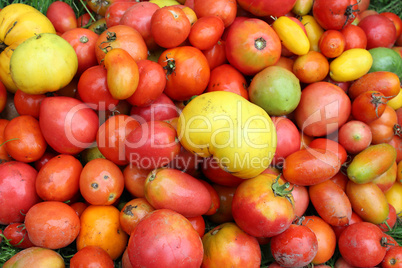 harvest of red and yellow tomato