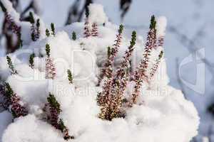 heidekraut mit schnee, erica with snow