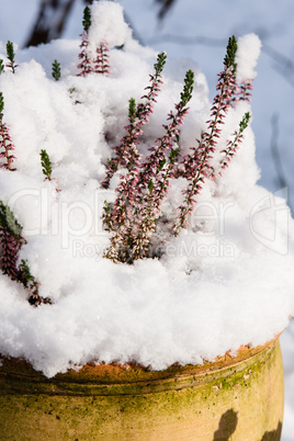 heidekraut mit schnee, erica with snow