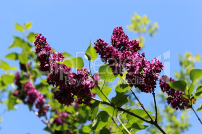 fine branches of lilac