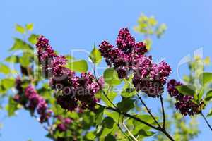 fine branches of lilac