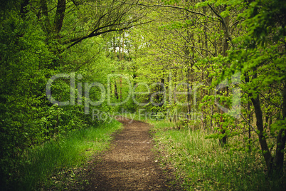 waldweg