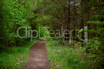 waldweg