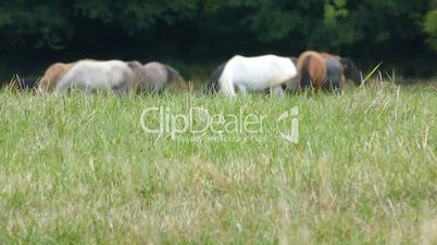 Grazing a herd of horses on grassland ( horse 1a )