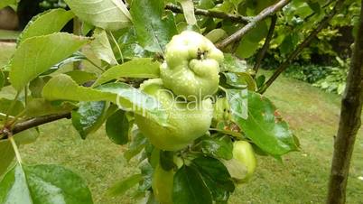 apple tree with unriped apples