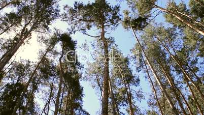 pine forest treetops