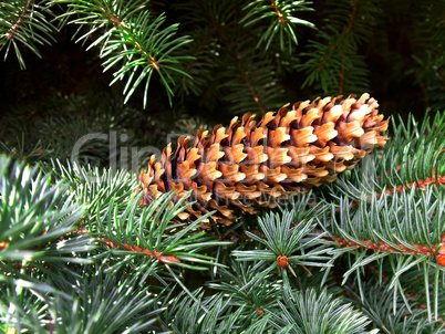 fir cone