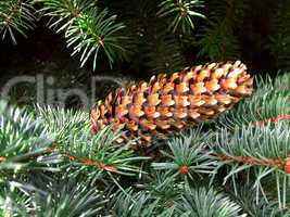 fir cone