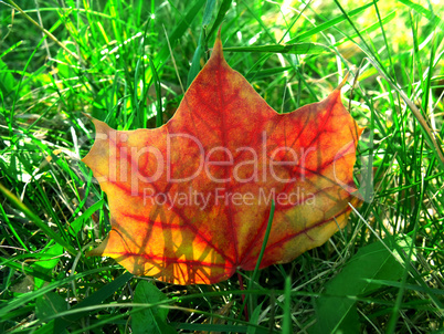 maple leaf