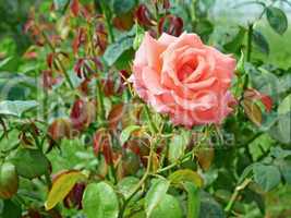 rose with water drops in flowerbed