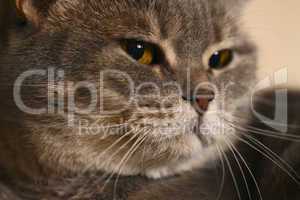 orange eyes gray cat.
