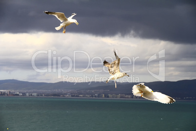 seagulls on the beach. the gulls eat fish.