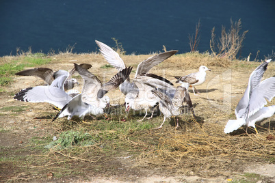 seagulls on the beach. the gulls eat fish.