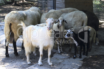 portrait of domestic sheep. taken on the farm.
