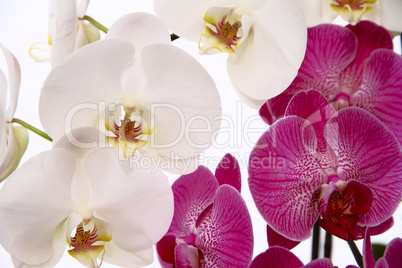 pink phalaenopsis orchid on a white background. photographed clo