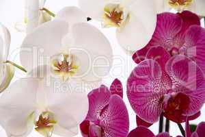 pink phalaenopsis orchid on a white background. photographed clo