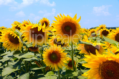 many large and bright sunflowers on the field. large yellow peta