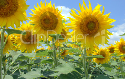 many large and bright sunflowers on the field. large yellow peta