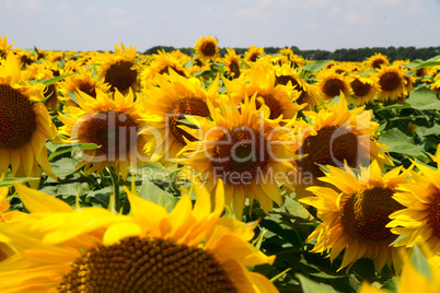 many large and bright sunflowers on the field. large yellow peta