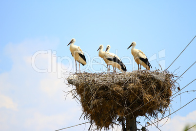 stork on the nest