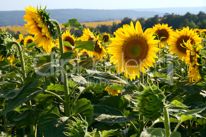 many large and bright sunflowers on the field. large yellow peta