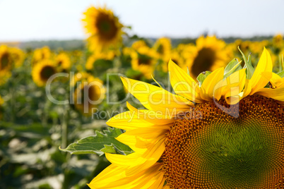 many large and bright sunflowers on the field. large yellow peta