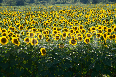 many large and bright sunflowers on the field. large yellow peta