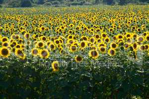 many large and bright sunflowers on the field. large yellow peta