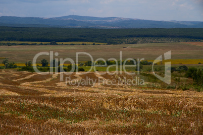 hay bales in hayfield