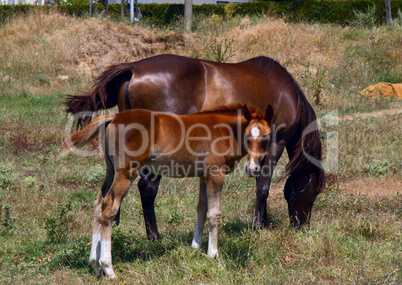 horse and foal grazing in a meadow