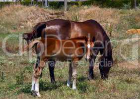 horse and foal grazing in a meadow