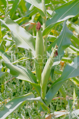 cornfields.