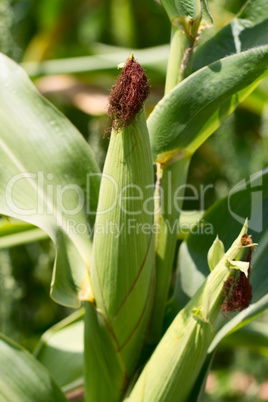 cornfields.