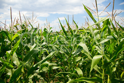 cornfields.