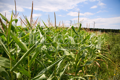 cornfields.