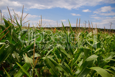 cornfields.