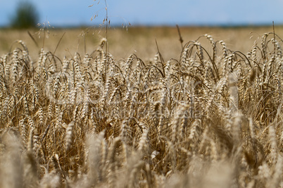 wheat fields