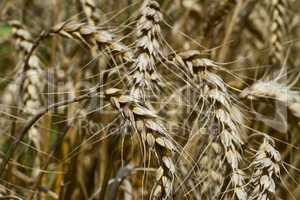 wheat fields