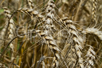 wheat fields