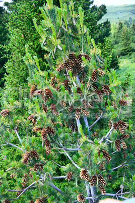 green fir tree branches with yellow cones against the blue sky