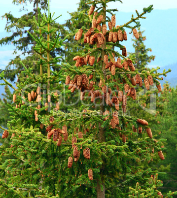 green fir tree branches with yellow cones against the blue sky