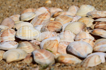 seashells on the sand