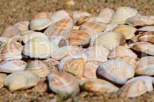 seashells on the sand