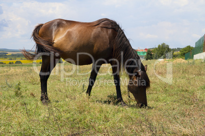 horse and foal grazing in a meadow